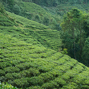 Teeanbau in Indien