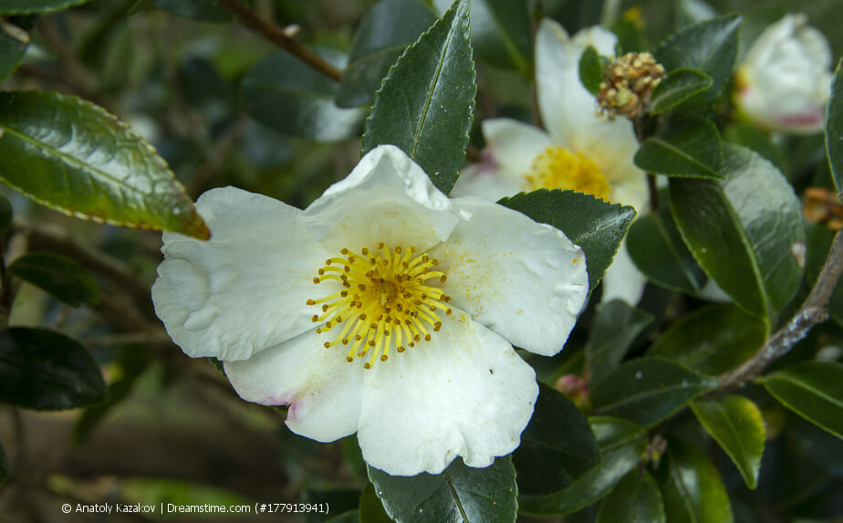 Teepflanze mit Blüten - Thea camellia sinensis